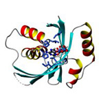 CERM_Protein